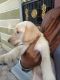 Labrador Husky Puppies for sale in Indore, Madhya Pradesh, India. price: 18000 INR