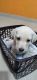 Labrador Husky Puppies for sale in Bengaluru, Karnataka, India. price: 9000 INR