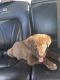 Labrador Husky Puppies for sale in Tacoma, WA, USA. price: NA