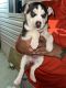 Labrador Husky Puppies for sale in Silver Spring, MD 20903, USA. price: NA