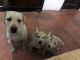 Labrador Husky Puppies for sale in Ludhiana, Punjab, India. price: 10500 INR