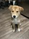 Labrador Husky Puppies for sale in Anaheim, CA, USA. price: $400