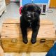 Labrador Husky Puppies for sale in San Antonio, TX, USA. price: $50