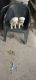 Labrador Husky Puppies for sale in Kundli, Sonipat, Haryana 131028, India. price: 50000 INR