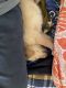 Labrador Husky Puppies for sale in Kalyan West, Kalyan, Maharashtra 421301, India. price: 11000 INR