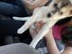 Labrador Husky Puppies for sale in Bellflower, CA 90706, USA. price: NA
