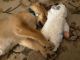 Labrador Husky Puppies for sale in O'Fallon, MO 63376, USA. price: NA