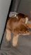 Labrador Husky Puppies for sale in Missouri City, TX, USA. price: $500