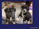 Labrador Husky Puppies for sale in Castaic, CA 91384, USA. price: NA
