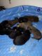 Labrador Husky Puppies for sale in Toledo, WA 98591, USA. price: $200