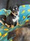 Labrador Husky Puppies for sale in Sacramento, CA 95838, USA. price: NA