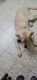 Labrador Husky Puppies for sale in Vijayanagar, Bengaluru, Karnataka, India. price: 7000 INR