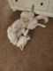 Labrador Husky Puppies for sale in Hurricane, UT 84737, USA. price: NA
