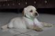 Labrador Husky Puppies for sale in Vadodara, Gujarat, India. price: 14000 INR