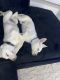 Labrador Husky Puppies for sale in San Antonio, TX, USA. price: NA