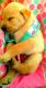 Labrador Husky Puppies for sale in Spokane, WA 99201, USA. price: NA