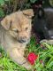 Labrador Husky Puppies for sale in Florence, IN 47020, USA. price: $150