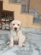 Labrador Husky Puppies for sale in Chandigarh, India. price: 15000 INR