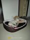 Labrador Husky Puppies for sale in Ibrahimpatnam, Andhra Pradesh 521456, India. price: 6000 INR
