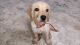 Labrador Husky Puppies for sale in Vaiyampalayam, Tamil Nadu 641110, India. price: 10000 INR