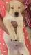 Labrador Husky Puppies for sale in Chennai, Tamil Nadu, India. price: 8000 INR