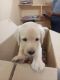 Labrador Husky Puppies for sale in Medchal, Secunderabad, Telangana 501401, India. price: NA
