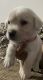 Labrador Husky Puppies for sale in 8th Phase, J. P. Nagar, Bengaluru, Karnataka, India. price: 9000 INR