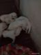 Labrador Husky Puppies for sale in Uppal, Hyderabad, Telangana, India. price: 10000 INR