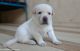 Labrador Husky Puppies for sale in Ahmedabad, Gujarat, India. price: 8000 INR