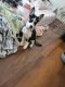 Labrador Husky Puppies for sale in Tempe, AZ, USA. price: $400