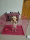 Labrador Husky Puppies for sale in 2nd St, Gandhi Nagar, Tambaram, Mudichur, Tamil Nadu, India. price: 12000 INR
