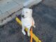Labrador Husky Puppies for sale in 4245 Pebble Ridge Cir, Colorado Springs, CO 80906, USA. price: NA
