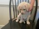 Labrador Husky Puppies for sale in Herriman, UT 84096, USA. price: $200