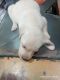 Labrador Husky Puppies for sale in Pataudi, Haryana 122503, India. price: 7000 INR