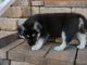 Labrador Husky Puppies for sale in Salem, OR, USA. price: NA