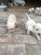Labrador Husky Puppies for sale in Kunjpura, Haryana 132022, India. price: 3500 INR