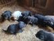 Labrador Husky Puppies for sale in Moline, IL, USA. price: $300