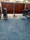 Labrador Husky Puppies for sale in Gurugram, Haryana, India. price: NA