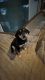 Labrador Husky Puppies for sale in Auburn, AL, USA. price: $400
