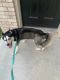 Labrador Husky Puppies for sale in Houston, TX 77073, USA. price: $300