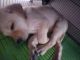 Labrador Husky Puppies for sale in Kolathur, Chennai, Tamil Nadu, India. price: 8000 INR