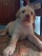 Labrador Husky Puppies for sale in Pothinamallayya Palem Rd, Anand Nagar, Pothinamallayya Palem, Visakhapatnam, Andhra Pradesh 530041, India. price: NA