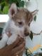 Labrador Husky Puppies for sale in Mumbai, Maharashtra, India. price: 30000 INR