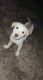 Labrador Husky Puppies for sale in Del Valle, TX, USA. price: $300