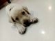 Labrador Husky Puppies for sale in Vadodara, Gujarat, India. price: 20000 INR