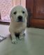 Labrador Husky Puppies for sale in Guduvancheri, Tamil Nadu, India. price: 10000 INR