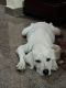 Labrador Husky Puppies for sale in BEL Layout, Phase 2, Bedarahalli, Bengaluru, Karnataka 560091, India. price: 6,000 INR
