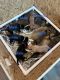 Labrador Husky Puppies for sale in Kingsley, MI 49649, USA. price: $100