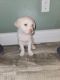 Labrador Husky Puppies for sale in Janesville, WI 53546, USA. price: $30,000
