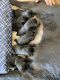 Labrador Husky Puppies for sale in Craig, CO 81625, USA. price: NA